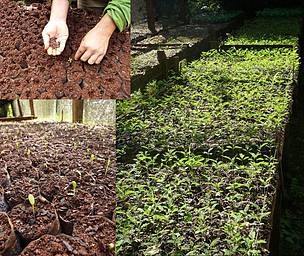Tres etapas de la producción de plantines en la Reserva de Vida Silvestre Urugua-í
© Tres etapas de la producción de plantines en la Reserva de Vida Silvestre Urugua-í
© Tres etapas de la producción de plantines en la Reserva de Vida Silvestre Urugua-í