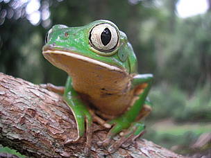 © Rana Mono en la Reserva Vida Silvestre Uruguaí, Misiones
© Rana Mono en la Reserva Vida Silvestre Uruguaí, Misiones