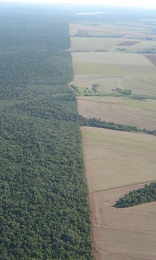 Desde 1990 en la Argentina perdimos 7.6 millones de hectáreas de bosques nativos
©
©