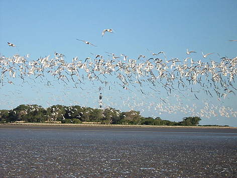 © Bandada de aves en la Reserva Natural Punta Rasa, San Clemente del Tuyú, provincia de Buenos Aires rel=