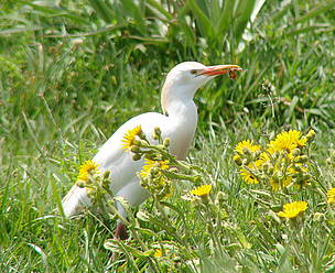 © Una Garcita Bueyera en el Parque Nacional Campos del Tuyú, provincia de Buenos Aires
© Una Garcita Bueyera en el Parque Nacional Campos del Tuyú, provincia de Buenos Aires