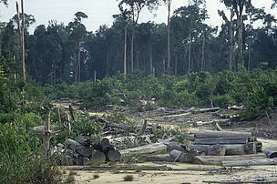 © 20% de las emisiones globales de los gases de efecto invernadero provienen de la deforestación y la degradación de bosques
© 20% de las emisiones globales de los gases de efecto invernadero provienen de la deforestación y la degradación de bosques