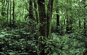 © La suma asignada por el proyecto de Ley de Presupuesto 2012 para la protección de los bosques nativos sería aproximadamente 5 a 7 veces menor a lo establecido en la legislación vigente.
© La suma asignada por el proyecto de Ley de Presupuesto 2012 para la protección de los bosques nativos sería aproximadamente 5 a 7 veces menor a lo establecido en la legislación vigente.