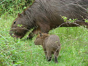 © Carpincho en Parque Nacional Campos del Tuyú
© Carpincho en Parque Nacional Campos del Tuyú