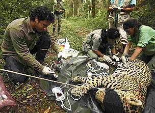 © Los investigadores y veterinarios colocando un collar GPS en un yaguareté
© Los investigadores y veterinarios colocando un collar GPS en un yaguareté