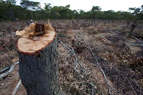 © En la Argentina, el avance de la actividad agropecuaria ocasiona una pérdida anual de unas 250.000 ha. de bosques nativos rel=