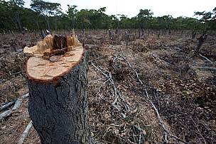 © En la Argentina, el avance de la actividad agropecuaria ocasiona una pérdida anual de unas 250.000 ha. de bosques nativos
© En la Argentina, el avance de la actividad agropecuaria ocasiona una pérdida anual de unas 250.000 ha. de bosques nativos