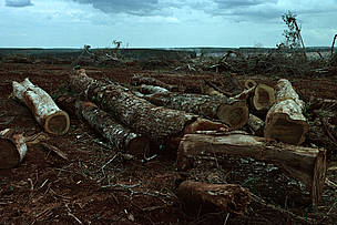 © La deforestación en la Argentina está impulsada por el avance no planificado de la frontera agropecuaria y/o el crecimiento urbano.
© La deforestación en la Argentina está impulsada por el avance no planificado de la frontera agropecuaria y/o el crecimiento urbano.