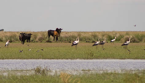 © Como gran parte de estas tierras están en manos privadas, los productores ganaderos tienen un papel clave en su uso sustentable y conservación rel=