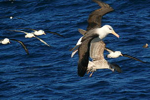 © Gaviotas sobrevolando
© Gaviotas sobrevolando