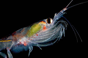 naturepl.com / Ingo Arndt / WWF-Canon
© El krill constituye la base de la cadena alimentaria de muchas especies de los océanos australes
© El krill constituye la base de la cadena alimentaria de muchas especies de los océanos australes