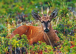© El Huemul habita en la Cordillera de los Andes y está en peligro de extinción
© El Huemul habita en la Cordillera de los Andes y está en peligro de extinción