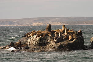 © Apostadero de lobos marinos en la zona de restingas de Punta Alt.
© Apostadero de lobos marinos en la zona de restingas de Punta Alt.