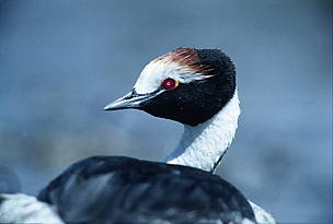 © Macá Tobiano, habita en el sur de nuestro país y está en peligro de extinción
© Macá Tobiano, habita en el sur de nuestro país y está en peligro de extinción