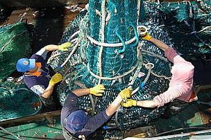 © Alguna de nuestras principales especies comerciales como la merluza, la corvina y la pescadilla están al borde del colapso
© Alguna de nuestras principales especies comerciales como la merluza, la corvina y la pescadilla están al borde del colapso