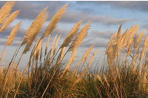 © Los pastizales pampeanos o Pampas forman parte de la principal región de pastizales templados de América del Sur
© Los pastizales pampeanos o Pampas forman parte de la principal región de pastizales templados de América del Sur