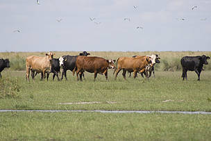 © Ganado en las Pampas
© Ganado en las Pampas