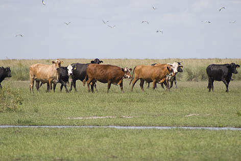 © Ganado en las Pampas rel=