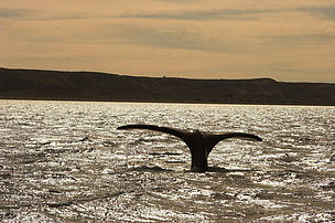 © Ballena Franca Austral
© Ballena Franca Austral