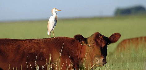 © Ganadería sustentable: producir y conservar son compatibles rel=