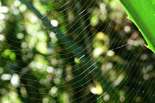 © Una postal de la Selva Misionera
© Una postal de la Selva Misionera