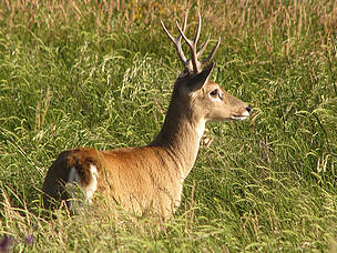 © Venado de las Pampas
© Venado de las Pampas