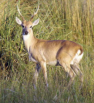 © El venado de las pampas está en peligro de extinción
© El venado de las pampas está en peligro de extinción