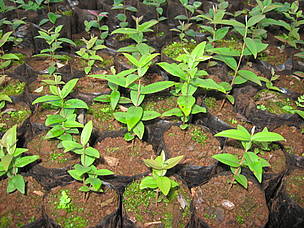 © Vivero de especies nativas en la Reserva Vida Silvestre de Uruguaí, Misiones
© Vivero de especies nativas en la Reserva Vida Silvestre de Uruguaí, Misiones