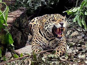 © Se estima que en la Argentina, quedan menos de 200 ejemplares en las provincias de Chaco, Formosa, Jujuy, Misiones, Salta y Santiago del Estero.
© Se estima que en la Argentina, quedan menos de 200 ejemplares en las provincias de Chaco, Formosa, Jujuy, Misiones, Salta y Santiago del Estero.