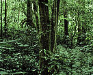 Bosques